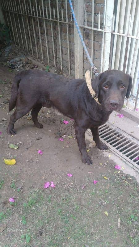 Labrador male chocolate 1