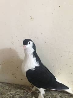 Sherazi Pigeon