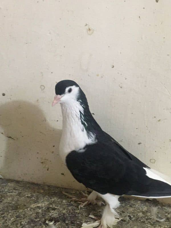 Sherazi Pigeon 1