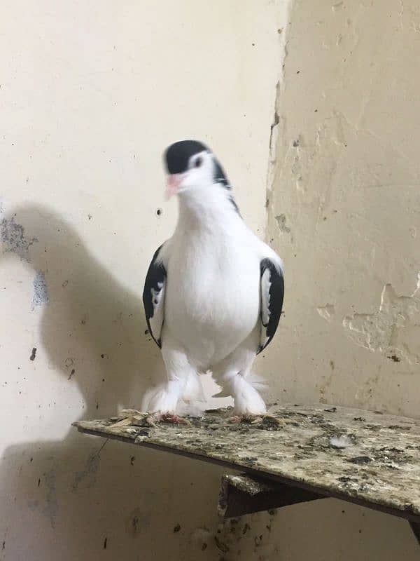 Sherazi Pigeon 2