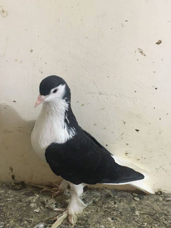 Sherazi Pigeon 3