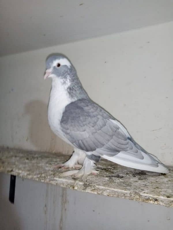 Sherazi Pigeon 4