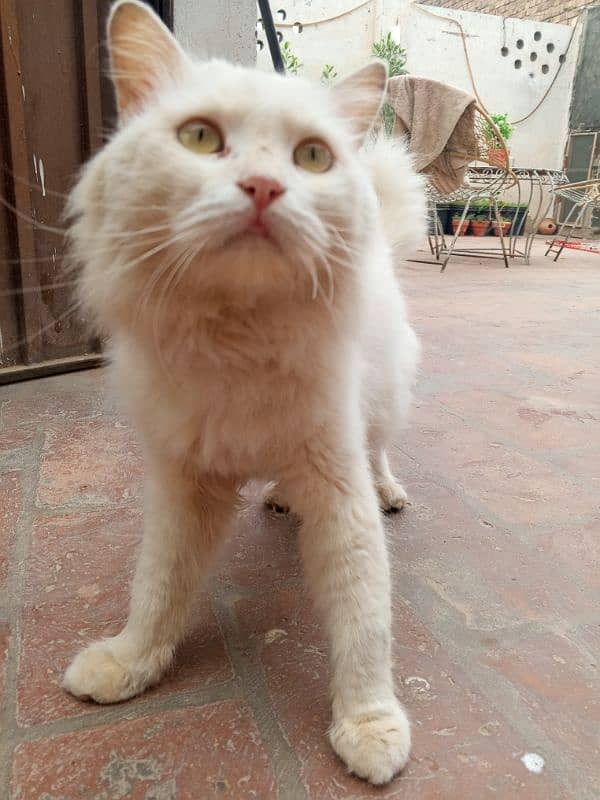 Persian male cat contact number 03027506925 0