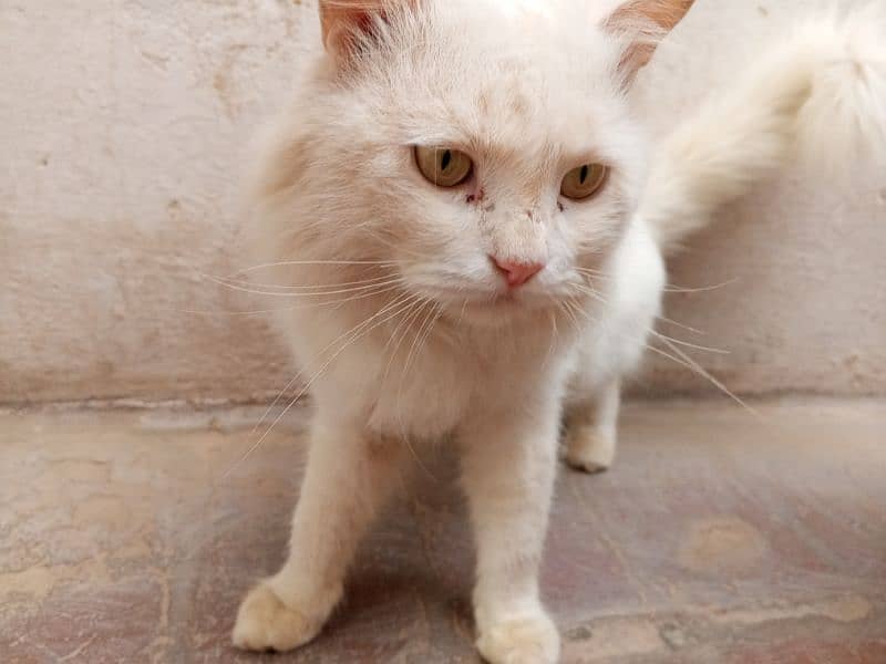 Persian male cat contact number 03027506925 1