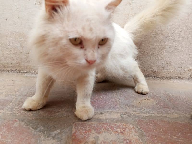 Persian male cat contact number 03027506925 2