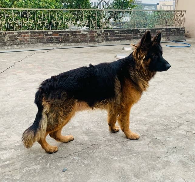 German Shepherd triple coat 1