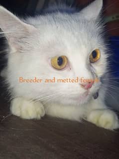 Breeder Metted Persian female on paid adoption