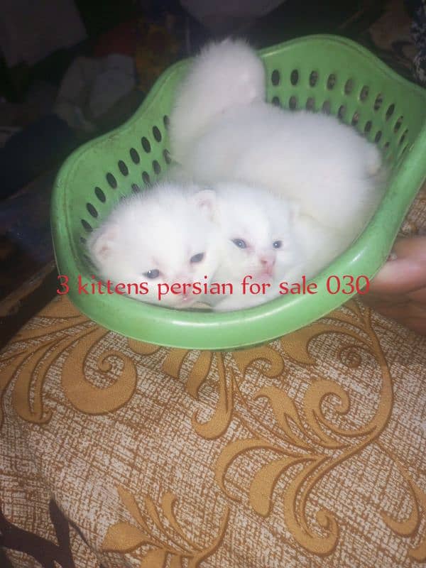 Breeder Metted Persian female on paid adoption 1