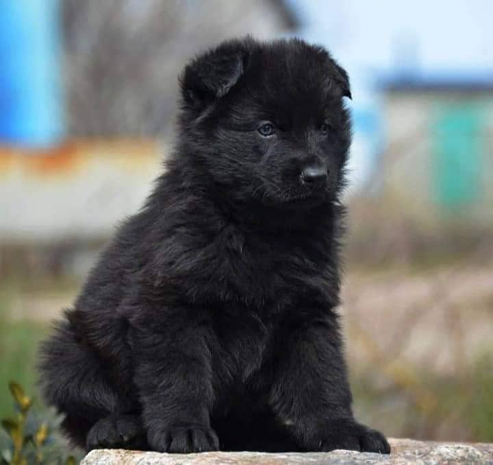 German Shepherd puppy | Black German Shepherd Long Coat female puppy 0