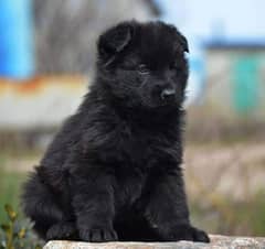 German Shepherd puppy | Black German Shepherd Long Coat female puppy