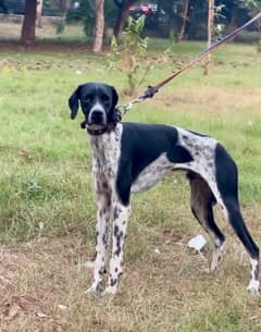 English pointer 03234696626