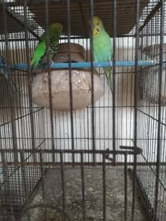 Healthy and active budgies setup up for sale Urgent