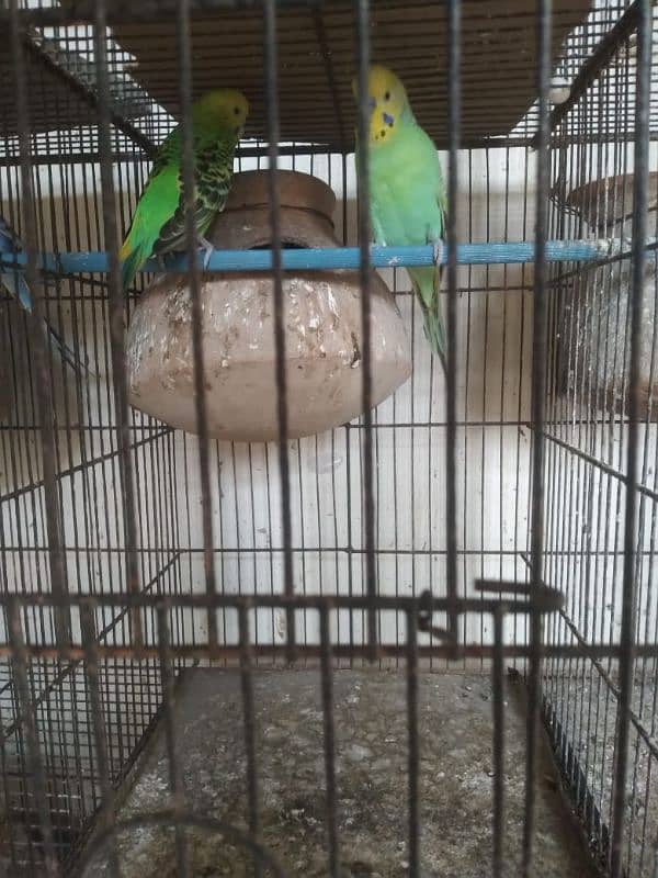 Healthy and active budgies setup up for sale Urgent 0