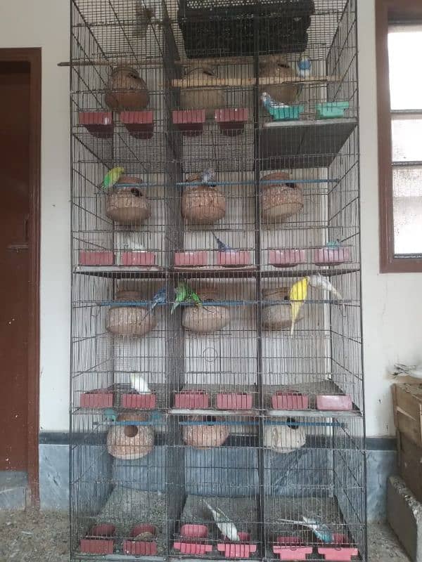 Healthy and active budgies setup up for sale Urgent 1