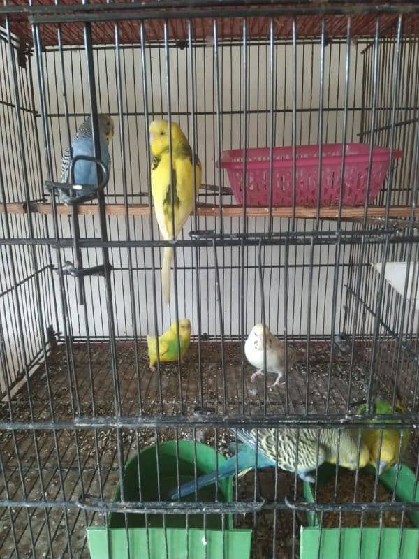 Healthy and active budgies setup up for sale Urgent 2