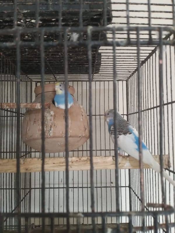 Healthy and active budgies setup up for sale Urgent 3