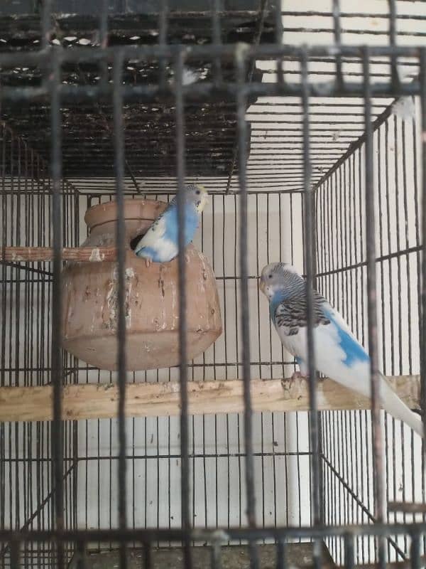 Healthy and active budgies setup up for sale Urgent 4