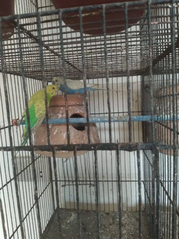 Healthy and active budgies setup up for sale Urgent 6