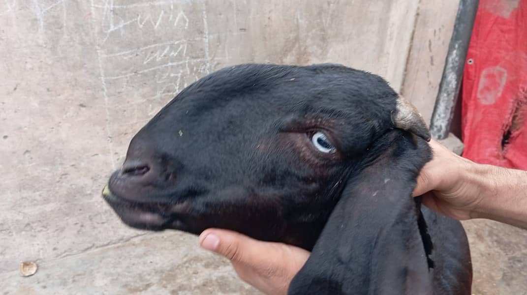 pure amratsari bakri or dasi bakri 2 goats urgent sell gaban ha 0