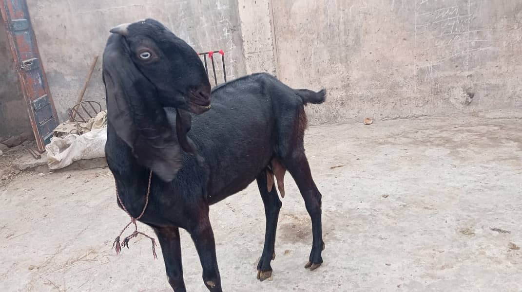 pure amratsari bakri or dasi bakri 2 goats urgent sell gaban ha 1