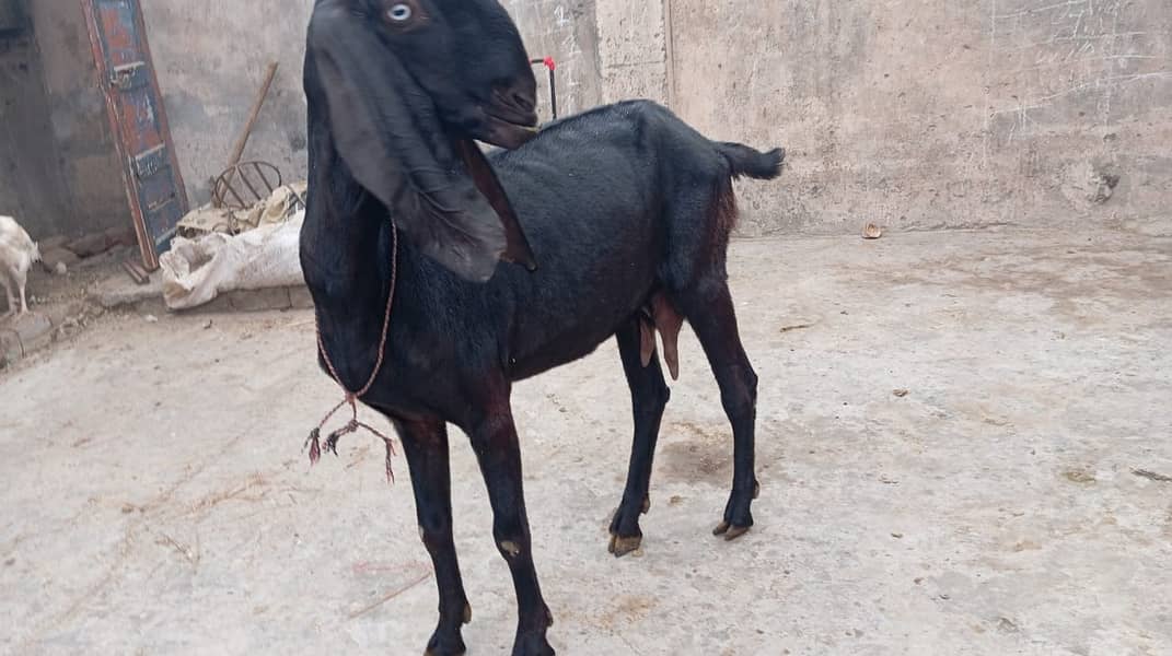 pure amratsari bakri or dasi bakri 2 goats urgent sell gaban ha 2