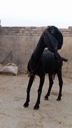 pure amratsari bakri or dasi bakri 2 goats urgent sell gaban ha