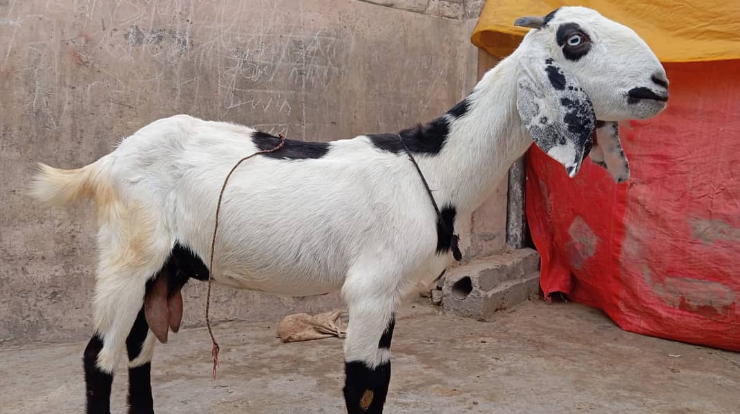 pure amratsari bakri or dasi bakri 2 goats urgent sell gaban ha 4