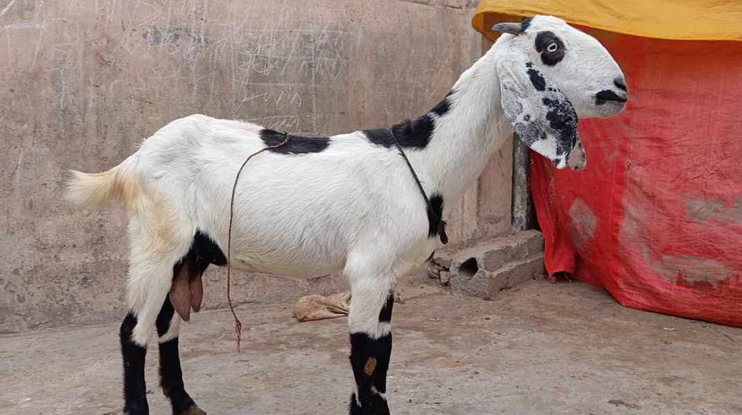 pure amratsari bakri or dasi bakri 2 goats urgent sell gaban ha 5