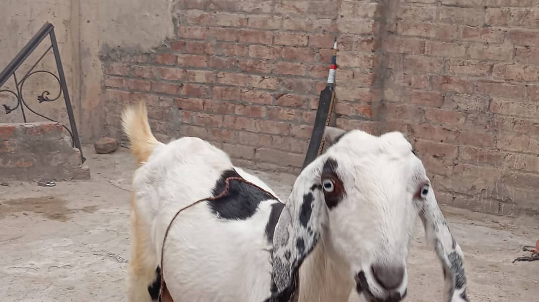 pure amratsari bakri or dasi bakri 2 goats urgent sell gaban ha 6