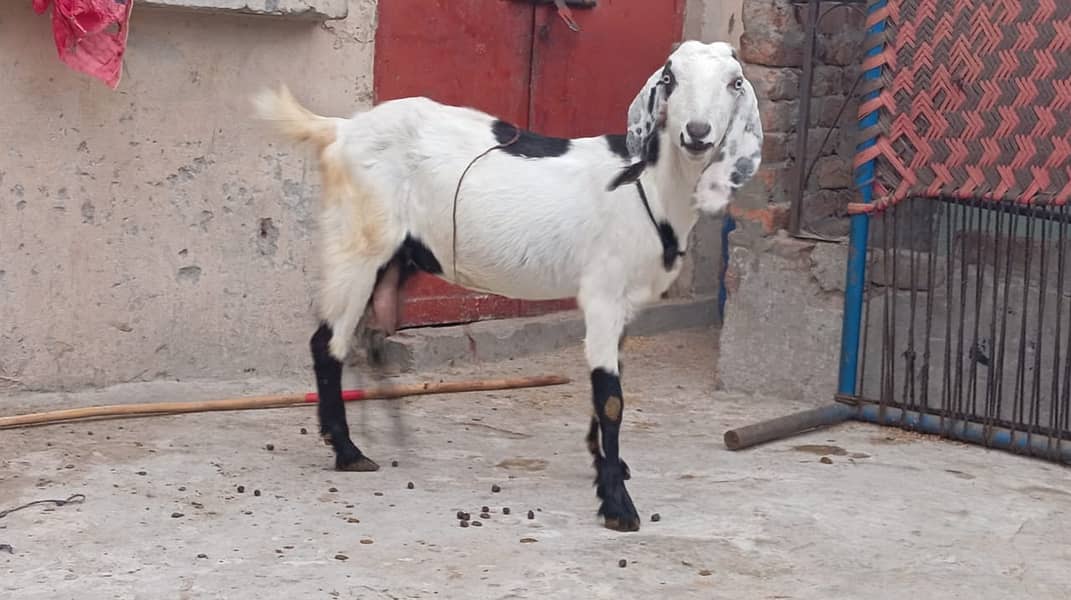 pure amratsari bakri or dasi bakri 2 goats urgent sell gaban ha 7