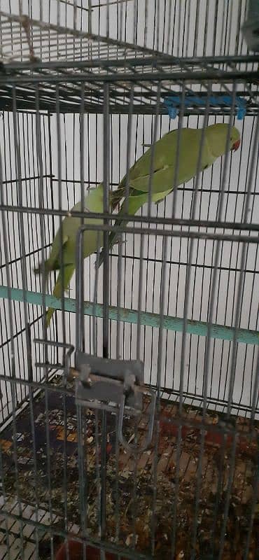 ringneck bonded pair 0