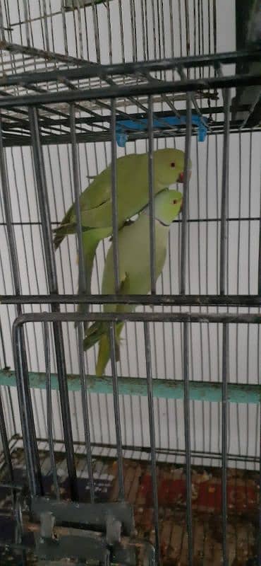 ringneck bonded pair 1