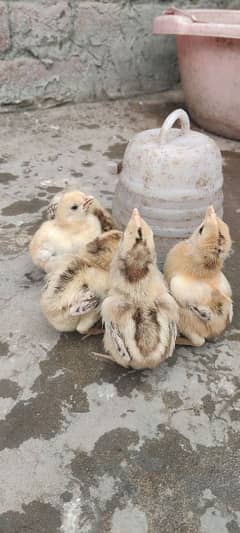 Aseel 5 Chicks for sale Age 8 Days Healthy Active