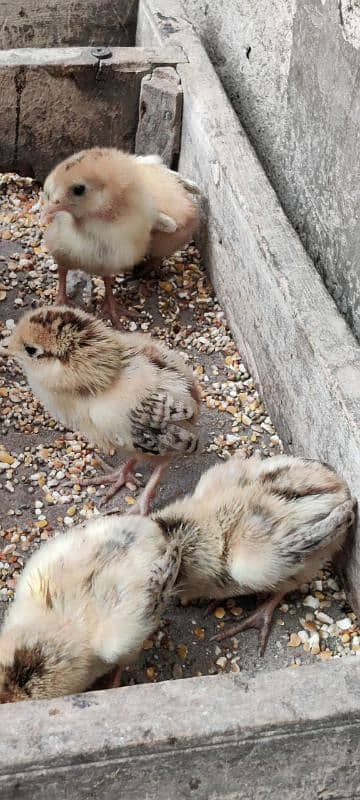 Aseel 5 Chicks for sale Age 8 Days Healthy Active 3