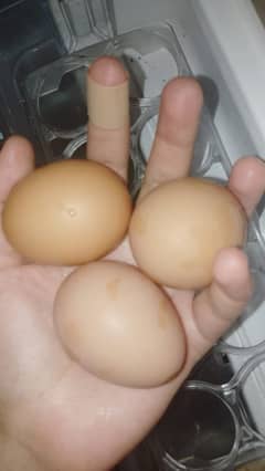 Desi Eggs (from House Hens)