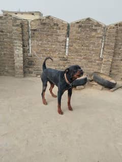 Rotweiler male for sale