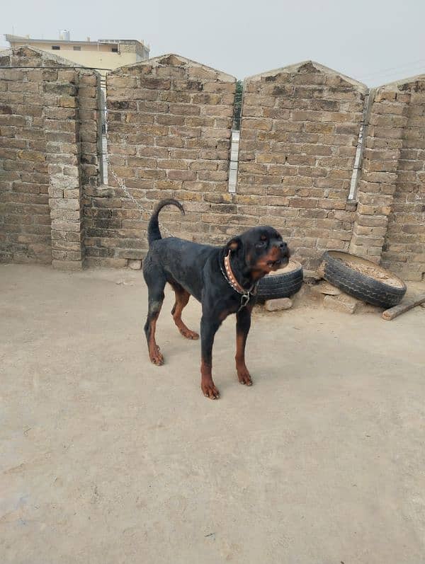 Rotweiler male for sale 0