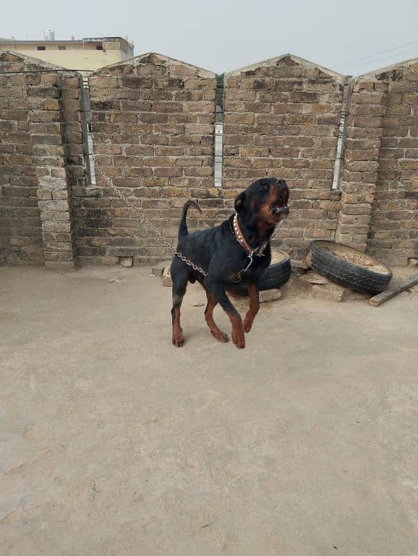 Rotweiler male for sale 1