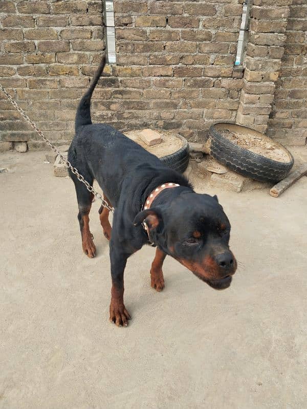 Rotweiler male for sale 2