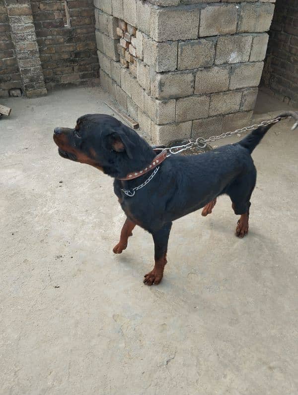 Rotweiler male for sale 3