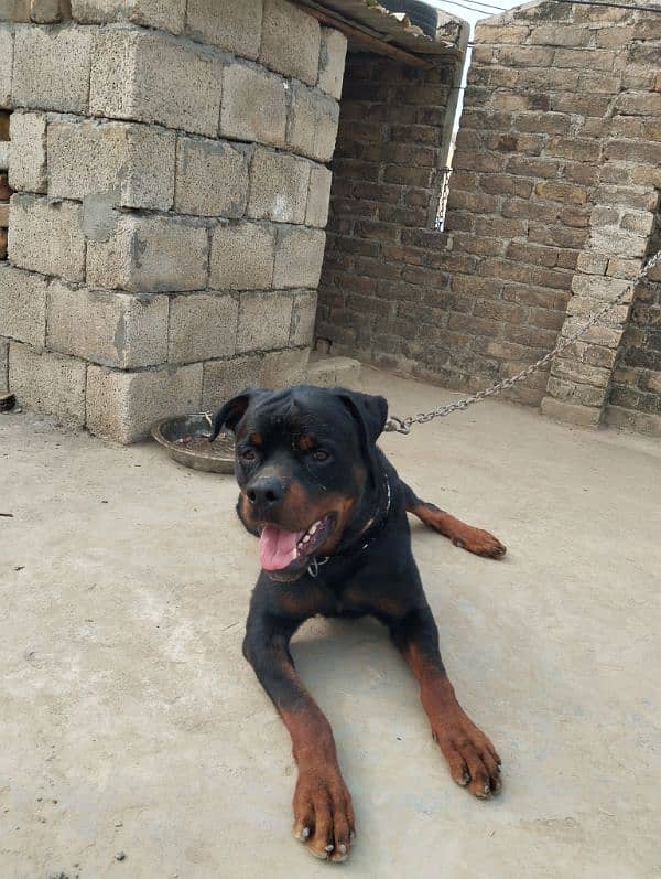 Rotweiler male for sale 4