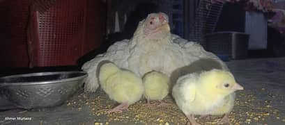 female with 6 chicks