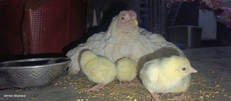 female with 6 chicks 0