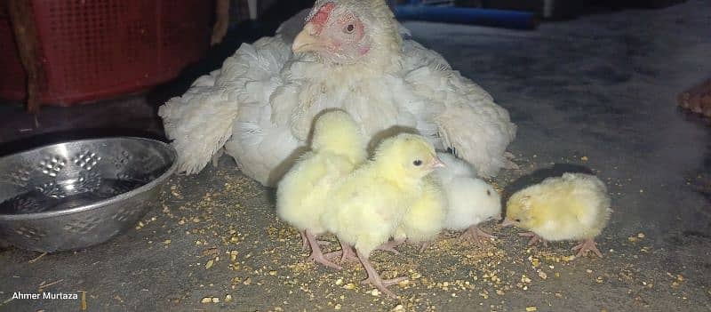 female with 6 chicks 1