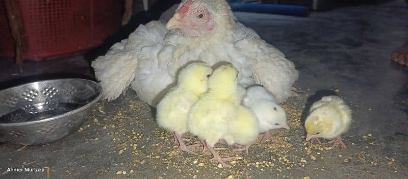 female with 6 chicks 2