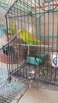 australian parrots 3 pairs one red eye pior white