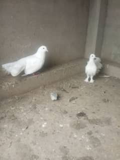 Lucky kabtoor for sale dano male ha