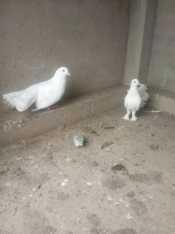 Lucky kabtoor for sale dano male ha 0