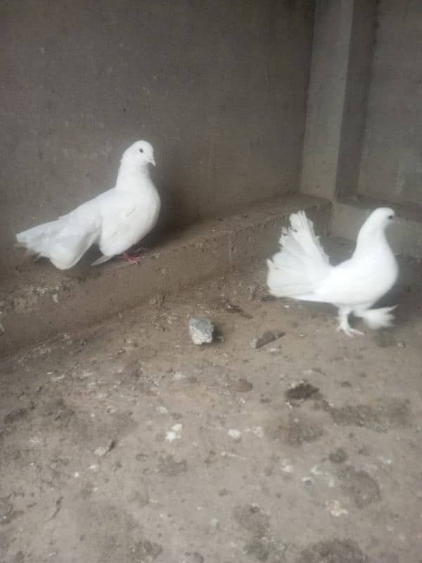 Lucky kabtoor for sale dano male ha 1