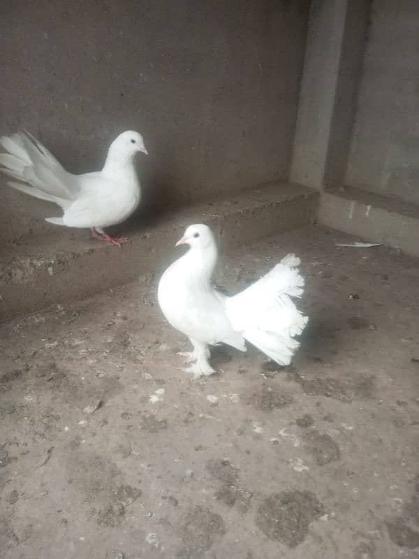 Lucky kabtoor for sale dano male ha 2